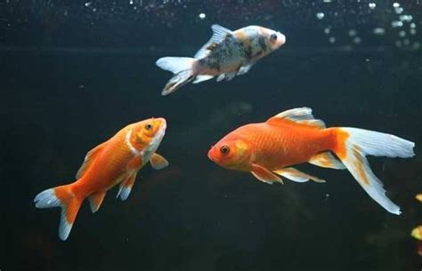 小鯉魚飼養|小錦鯉魚怎麼養，注意要少食多餐